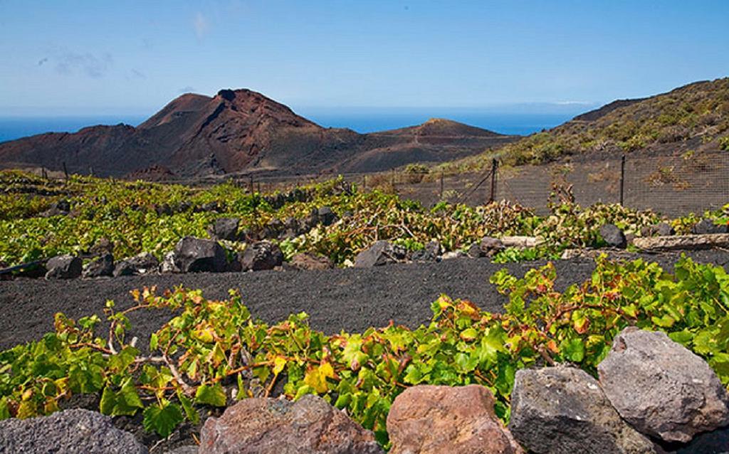 La Palmerita Vacacional ロス・ジャノス・デ・アリダネ エクステリア 写真